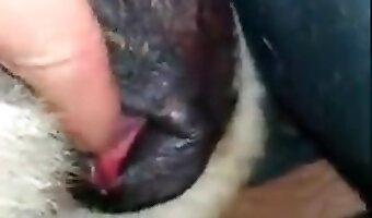 fingering, zoosex